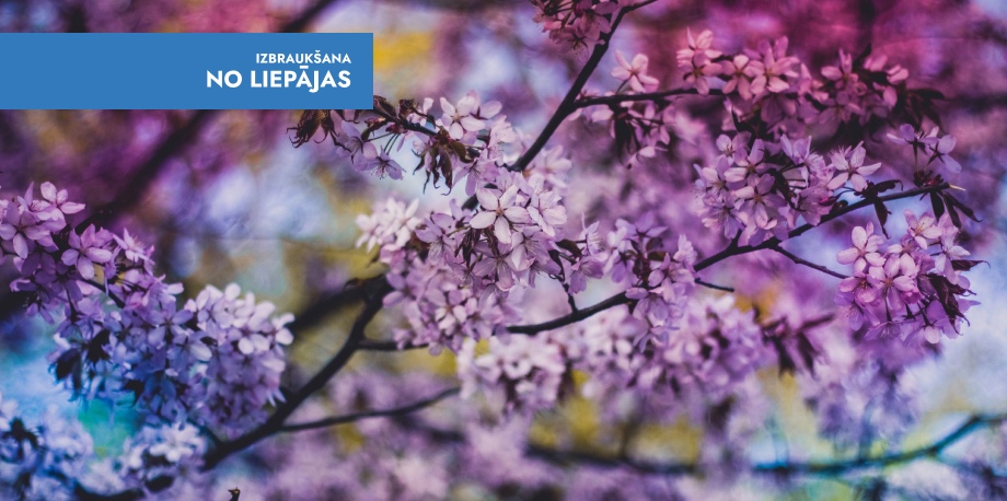 Ceriņu svētki iesmaržo vasaru Dobelē