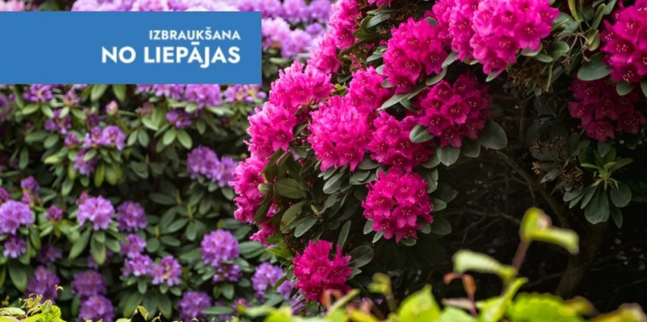 Rododendri Babītē un Zelta zivtiņa Rojā